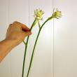 【直前!】長作園さんの金星ギボウシ(花) 70cm【生花】