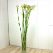 【直前!】長作園さんの金星ギボウシ(花) 70cm【生花】