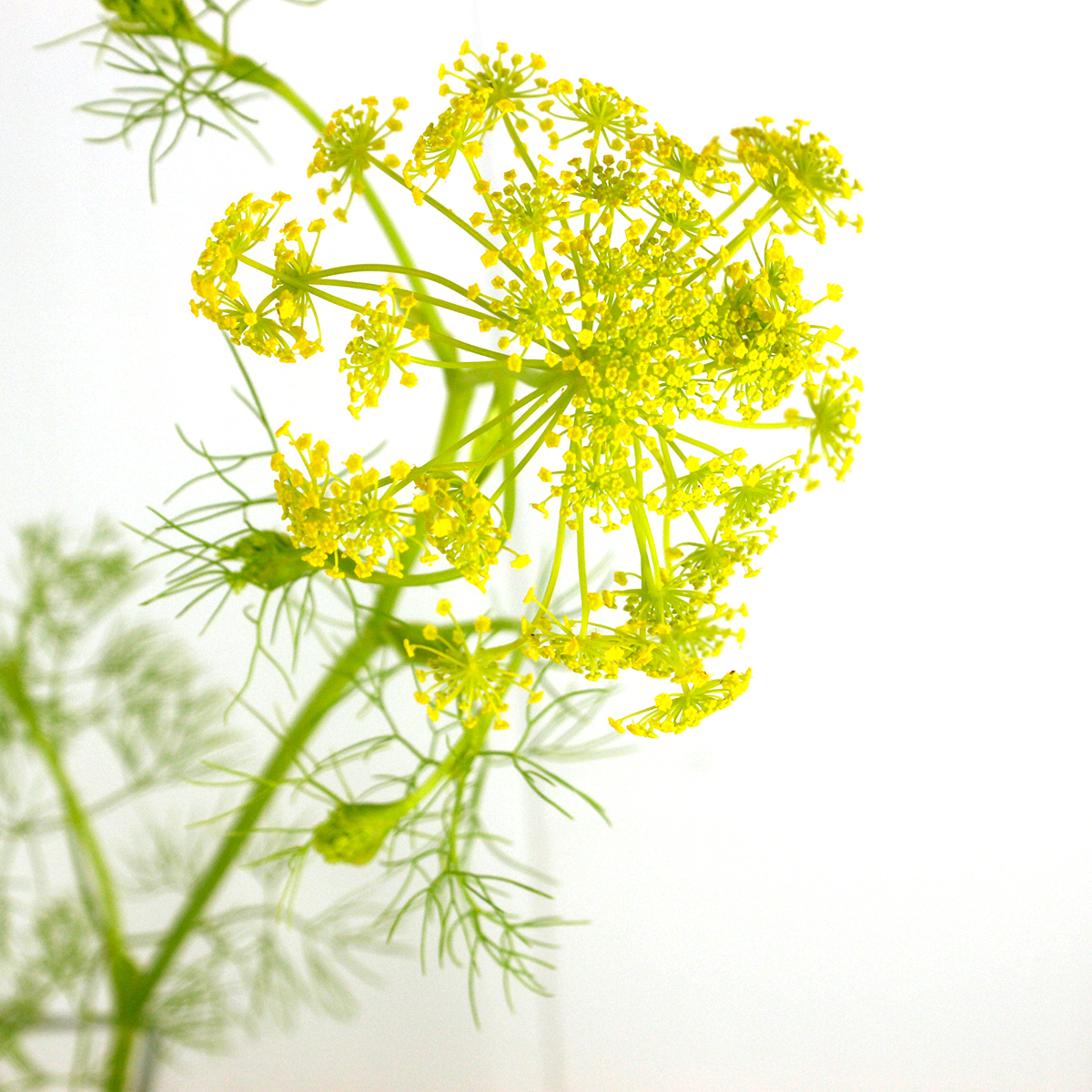 生花】長作園さんのリドルフィア ゴールドスプレー 【FJ】 - 花材通販