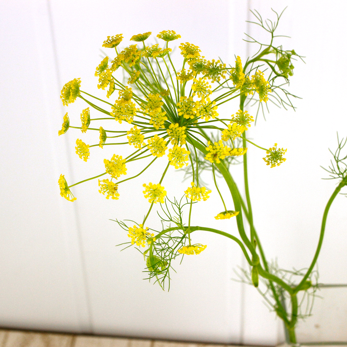 リュウカデンド黄（切花です） 【公式通販】