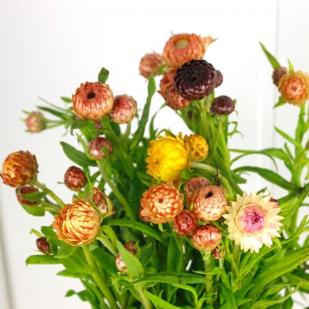 【生花】長作園さんのヘリクリサム アトラクション 70cm【FJ】　※入荷少