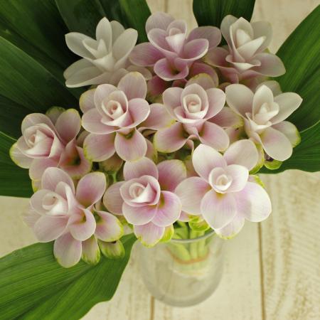 【生花】クルクマ　スノープリンセス　30cm:【OT】