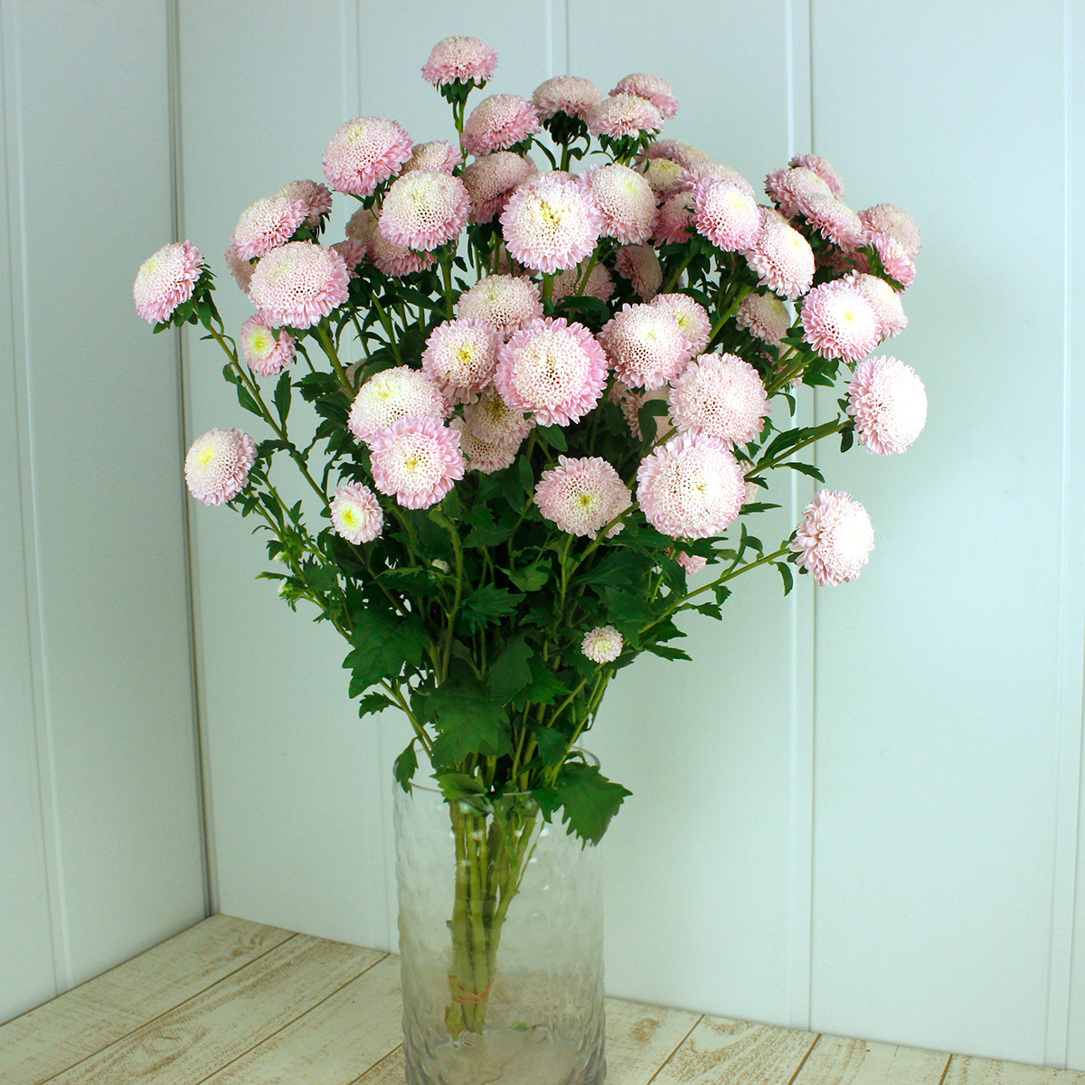 セボンスター　花 ポンポン咲きのアスター「あずみ」シリーズに初めての花色 | ニュース