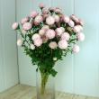 【生花】大輪アスター　ポンポンチェリー(ポンポン咲き)　60cm