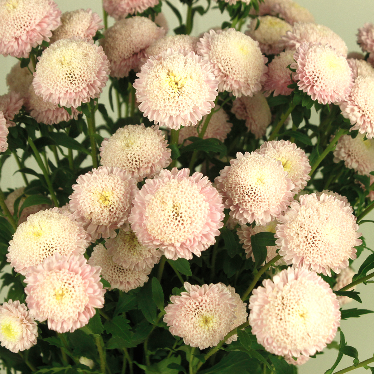 生花】大輪アスター ポンポンチェリー(ポンポン咲き) 60cm - 花材通販