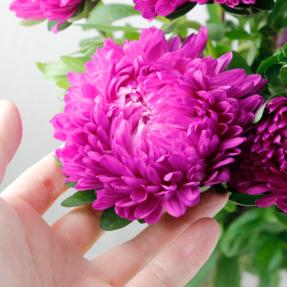 直前 三豊の大輪アスター ボブチェリッシュ ローズピンク 60 70cm程度 生花 通販 はなどんやアソシエ 直前 三豊の大輪アスター ボブチェリッシュ ローズピンク 60 70cm程度 生花 通販 はなどんやアソシエ