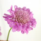 サトウアサミ　ピンクの花 生花】沓掛さんの蕾スカビオサ アメジストピンク 30cm〜 - 花材通販は