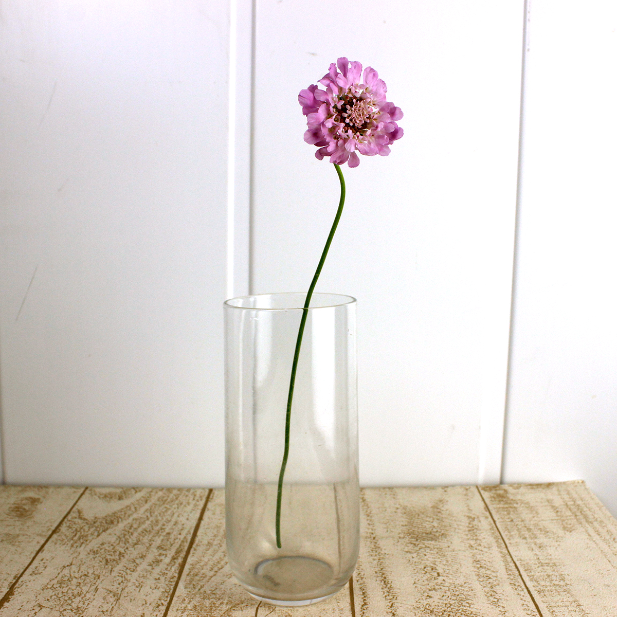 生花】沓掛さんの蕾スカビオサ アメジストピンク 30cm〜 - 花材通販は