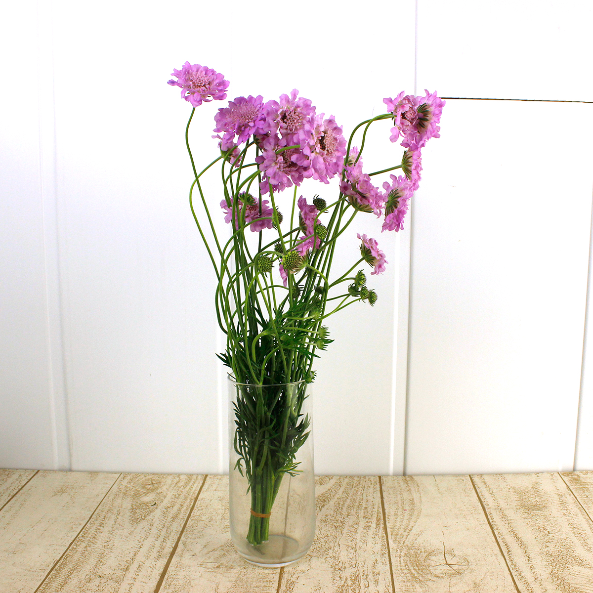 サトウアサミ　ピンクの花 アザミ【薊、刺草（シソウ）】 学名:Cirsium japonicum キク科