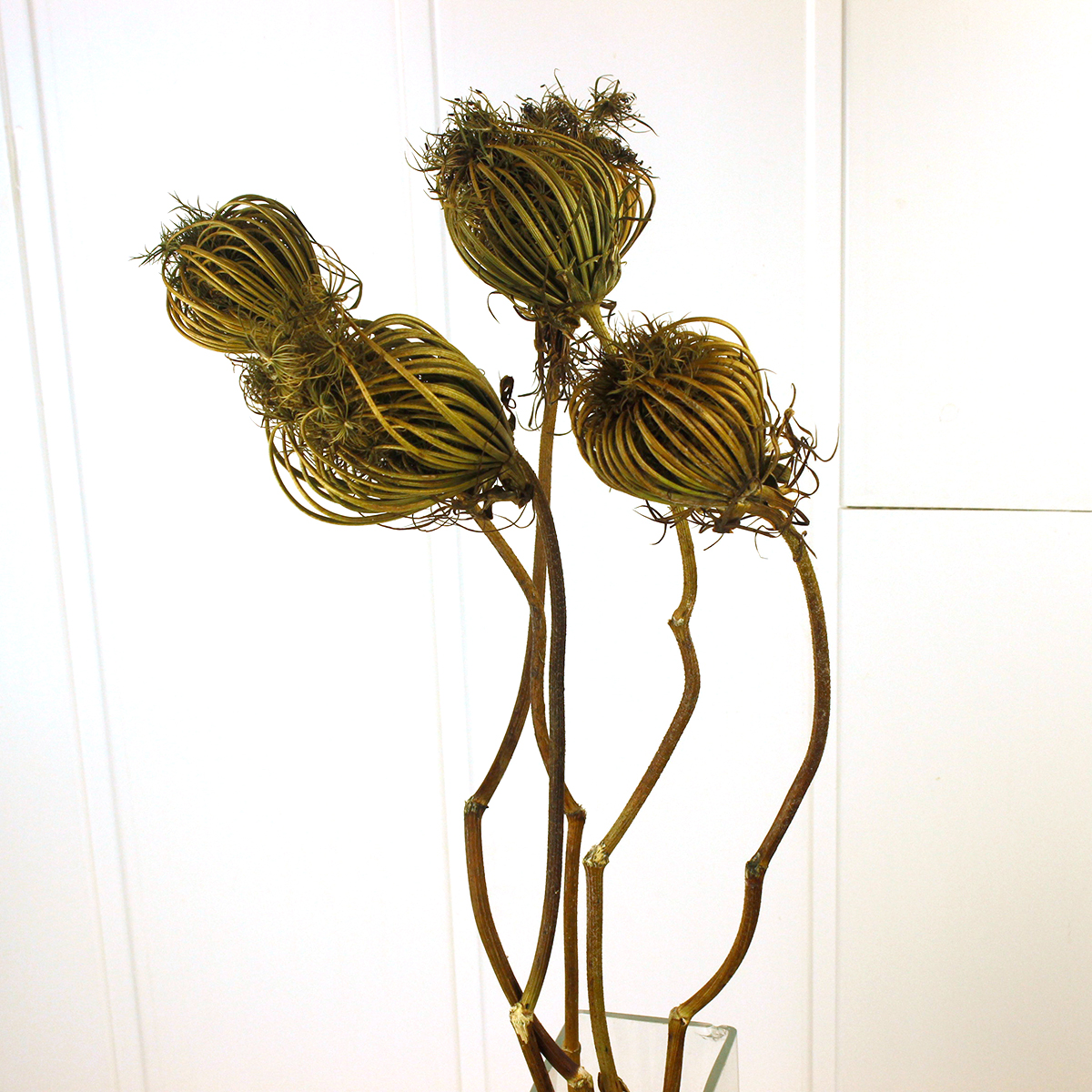 ドライ J Flow ダウカスシード バードネスト 4 5本 Xx 通販 はなどんやアソシエ ドライ J Flow ダウカスシード バードネスト 4 5本 Xx 通販 はなどんやアソシエ