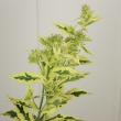【直前!】ヒゲ咲きフロックス　白(斑入り):群馬県　六合村【生花】