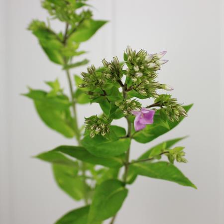 【生花】ヒゲ咲きフロックス　花付き(ピンク系)群馬県　六合村