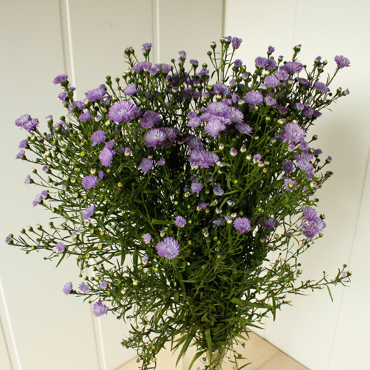 生花 クジャク草 ミッドタウン 八重濃い紫 通販 はなどんやアソシエ 生花 クジャク草 ミッドタウン 八重濃い紫 通販 はなどんやアソシエ