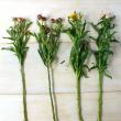 【生花】伊東さんのヘリクリサム  ミックス　60cm【FJ】　※入荷少