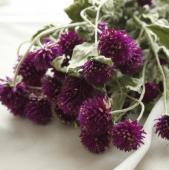 完動品】 リコーオートハーフEレッドフラワー 希少品 完動品】 リコー