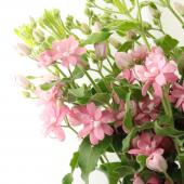 OK様　確認用　オキシペタラム　ローズスター　ピンク　花苗 オキシペタラム ローズスター（ピンクスター） 開花苗 /【Buyee】