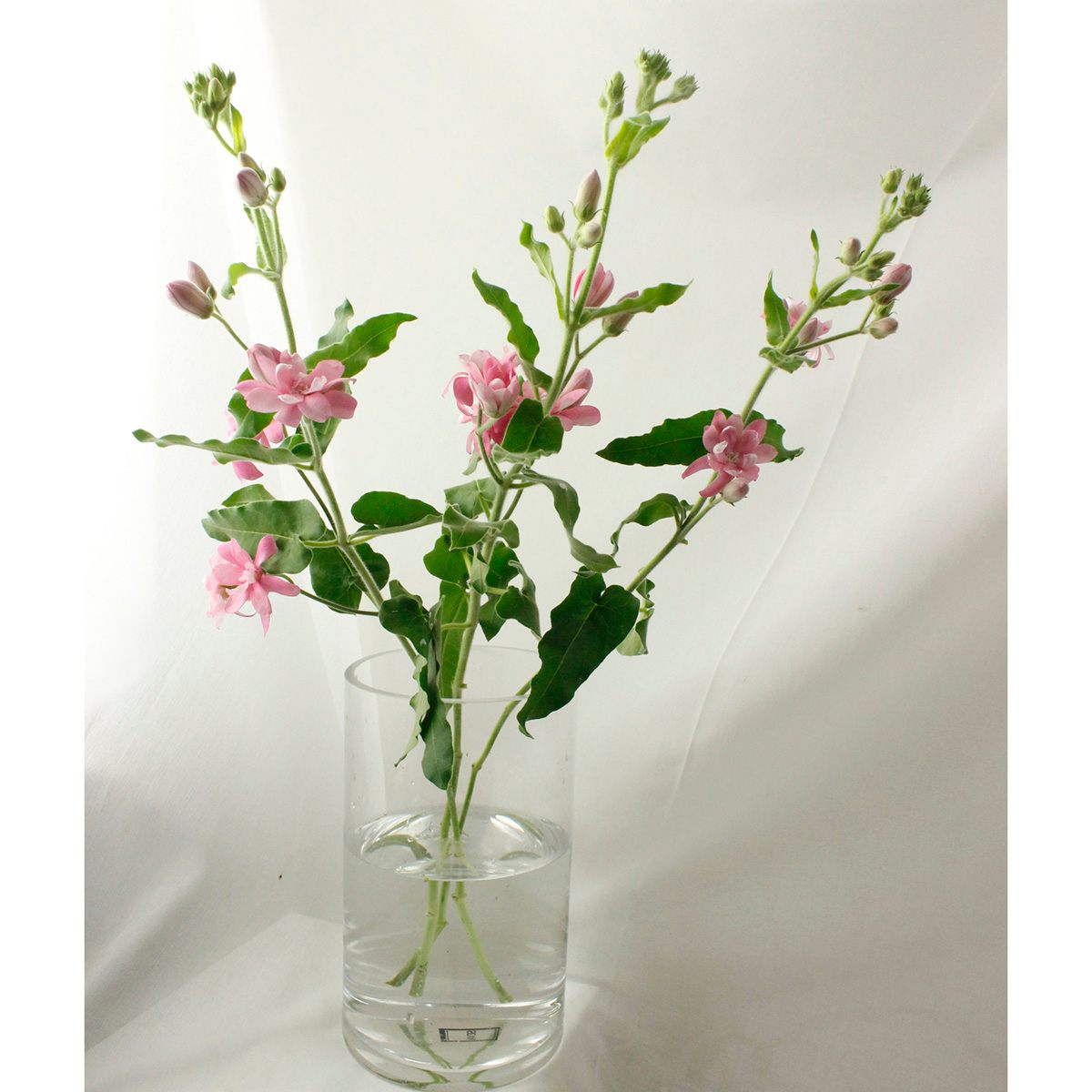 直前 オキシペタラム ラブリーピンク ピンク八重咲きのブルースター 初入荷 生花 通販 はなどんやアソシエ 直前 オキシペタラム ラブリーピンク ピンク八重咲きのブルースター 初入荷 生花 通販 はなどんやアソシエ