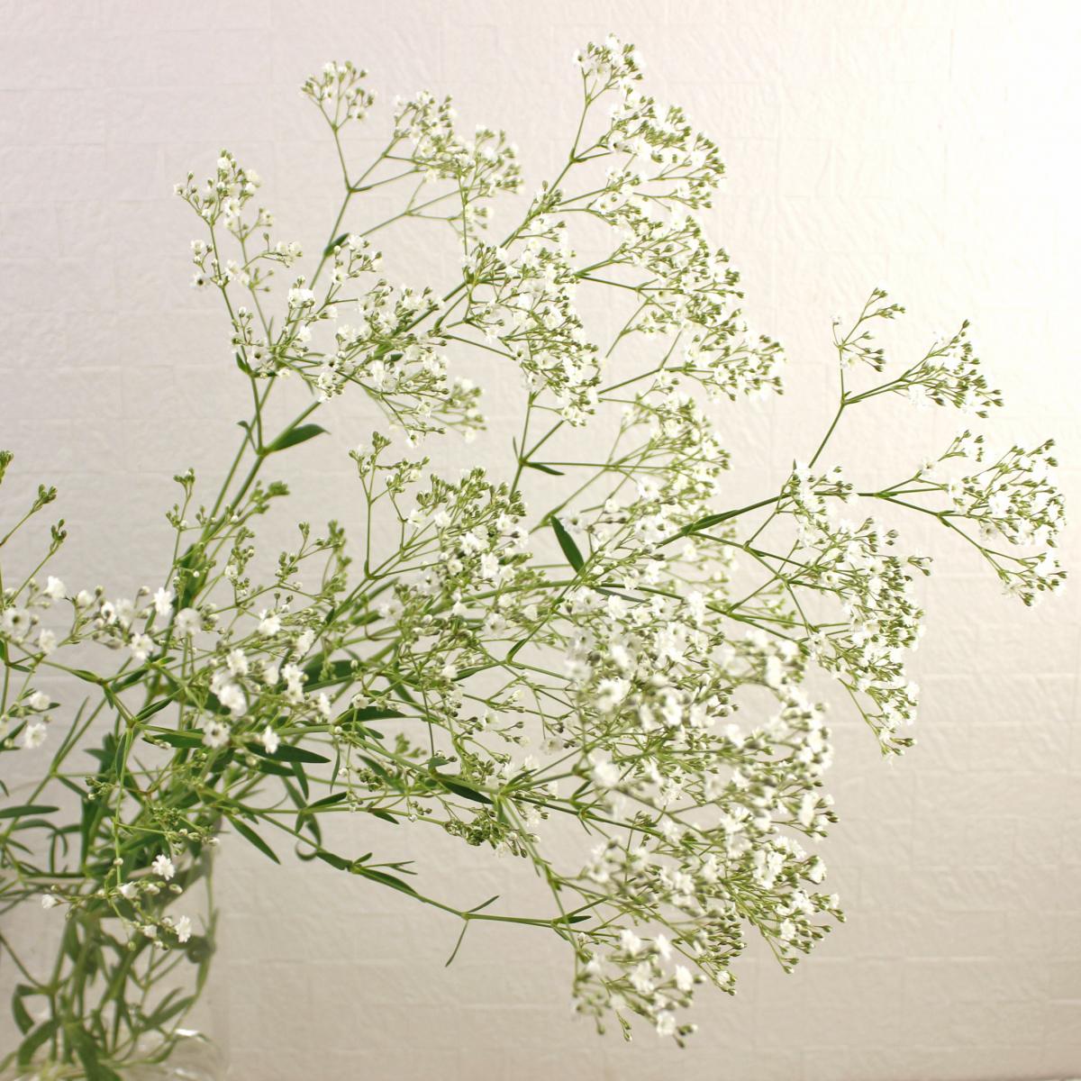 生花 カスミ草 プチパール 40cm程度 金井園芸 Ita22 通販 はなどんやアソシエ