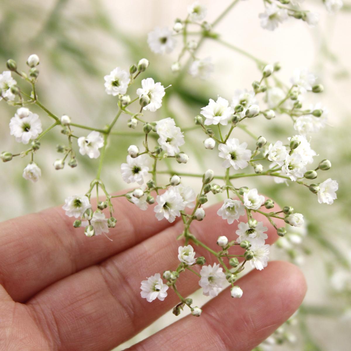 生花 カスミ草 プチパール 40cm程度 金井園芸 Ita22 通販 はなどんやアソシエ 生花 カスミ草 プチパール 40cm程度 金井園芸 Ita22 通販 はなどんやアソシエ