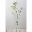 【生花】カスミ草 プチパール (40cm程度細め) 金井園芸【IT-22】