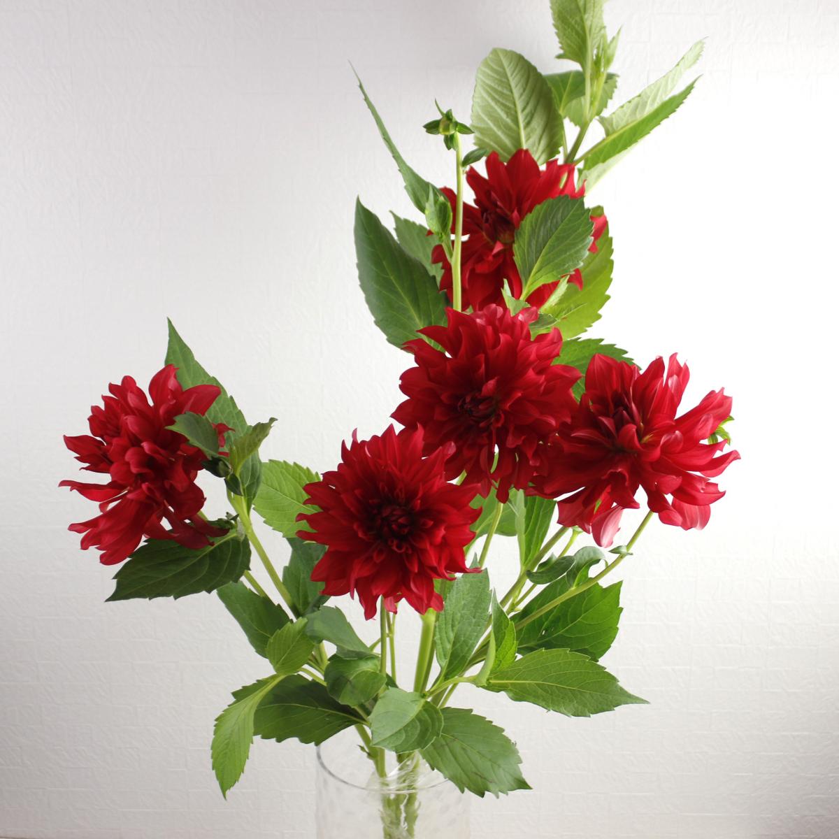 直輸入品激安 ダリア 古都 赤 Tabitora14 Sakura Ne Jp 直輸入品激安 ダリア 古都 赤 Tabitora14 Sakura Ne Jp