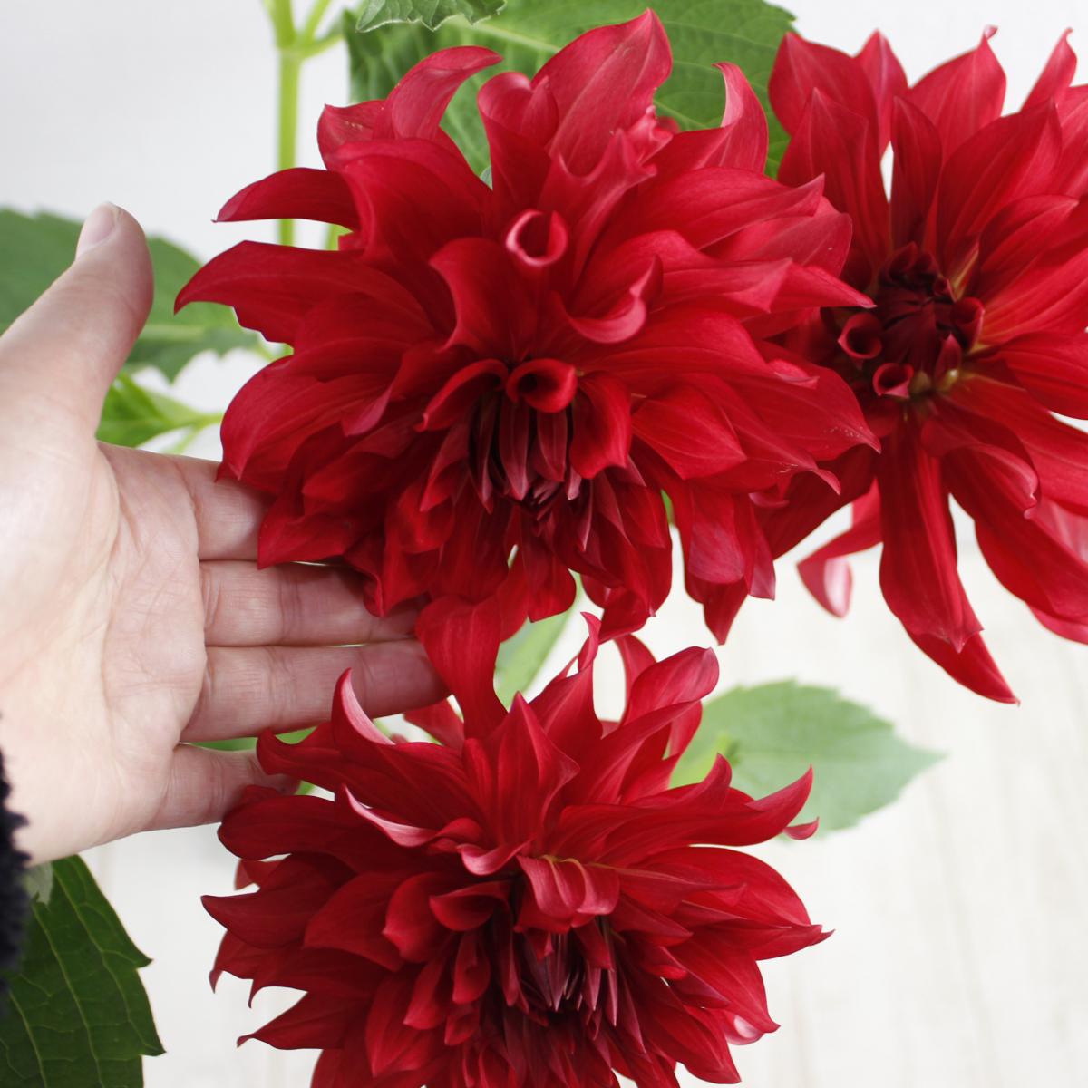 生花 ダリア ガーネット 赤 金井園芸 5本売り Ita 通販 はなどんやアソシエ