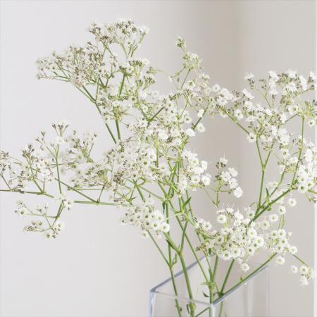 【生花】カスミ草  キャンディ(枝40-50cm程度) 金井園芸【IT-22】