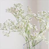 【生花】カスミ草  キャンディ（枝40-50cm程度） 金井園芸【IT-22】