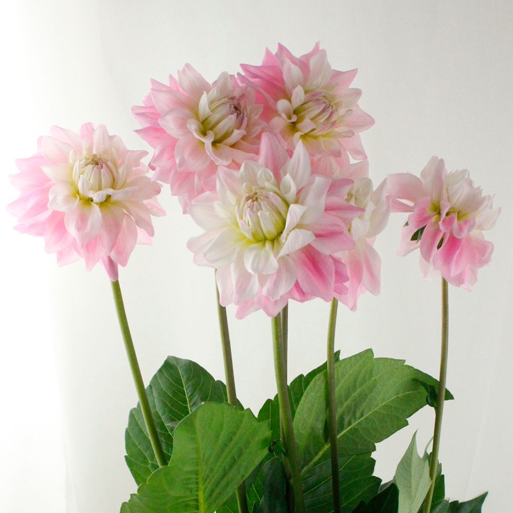 直前 ダリア マルガリータ 生花 通販 はなどんやアソシエ