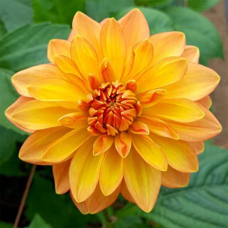 生花 ダリア オレンジ系おまかせ Ot 火 木 土曜でお受取りを 通販 はなどんやアソシエ 生花 ダリア オレンジ系おまかせ Ot 火 木 土曜でお受取りを 通販 はなどんやアソシエ