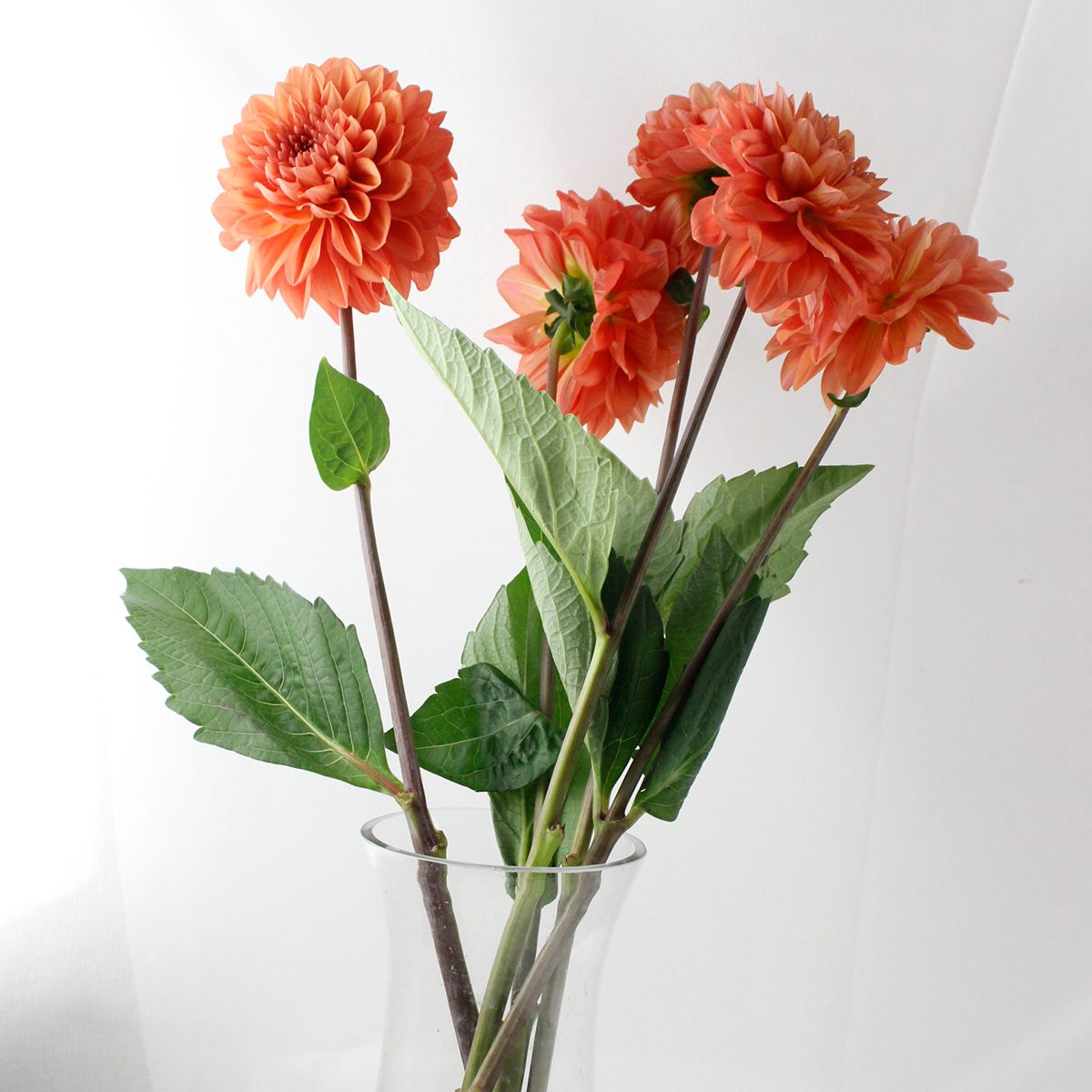 生花 ダリア オレンジストーンなど Ot 火 木 土曜でお受取りを 通販 はなどんやアソシエ 生花 ダリア オレンジストーンなど Ot 火 木 土曜でお受取りを 通販 はなどんやアソシエ