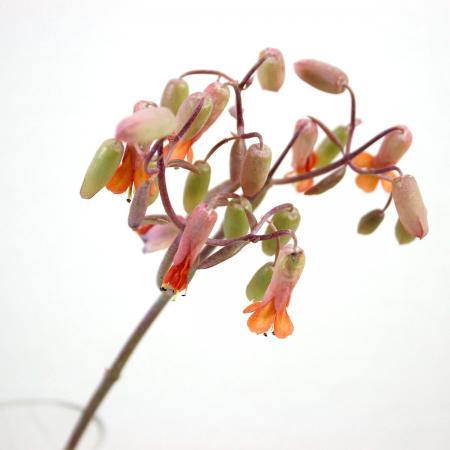 【直前!!】セダム 赤系(バイオレッタなど)【生花】