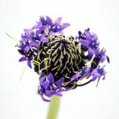 生花】シラー ペルビアナ(和名:大蔓穂)【FJ/OTOT】 - 花材通販はなどん