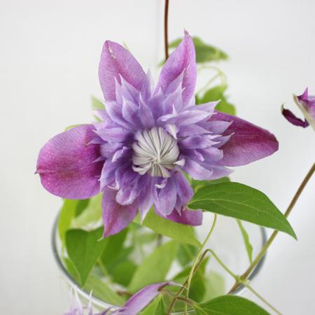 【生花】クレマチス　ジョセフィーヌ(八重複色)