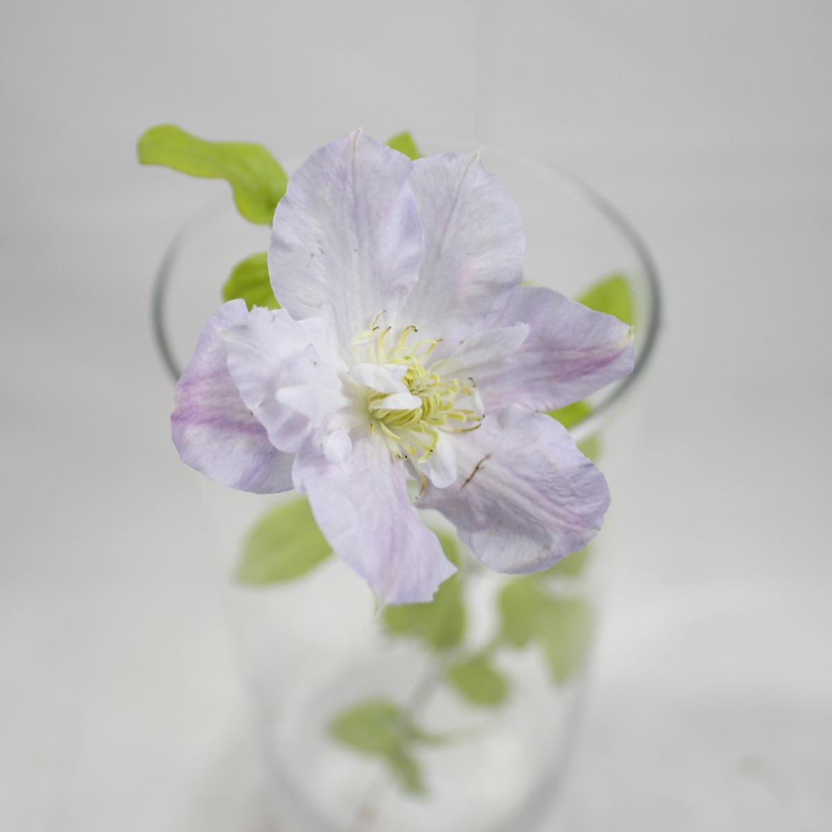 生花】クレマチス ベロニカズチョイス(薄紫〜白)【生花】 - 花材通販は