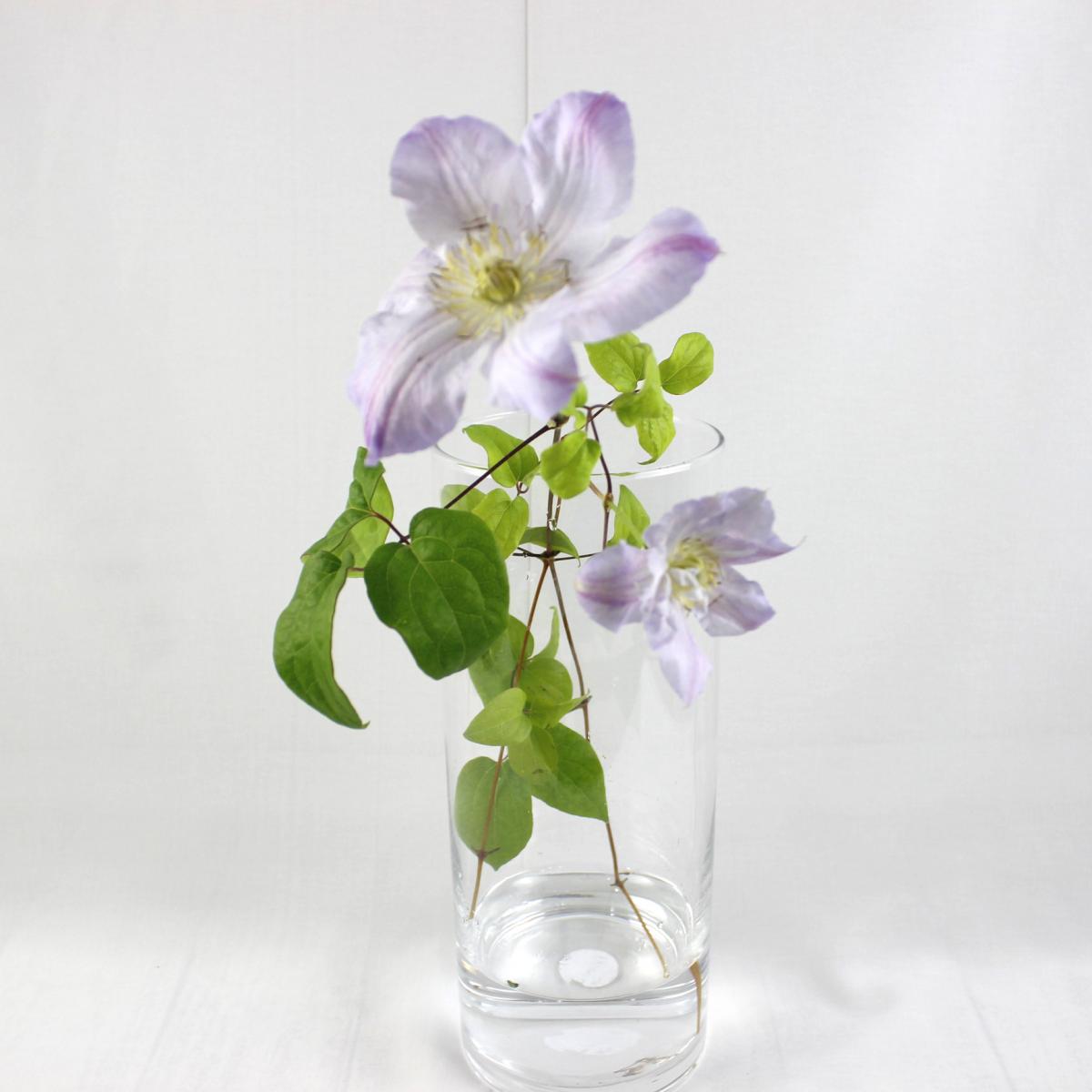 生花 クレマチス ベロニカズチョイス 八重白 生花 通販 はなどんやアソシエ 生花 クレマチス ベロニカズチョイス 八重白 生花 通販 はなどんやアソシエ