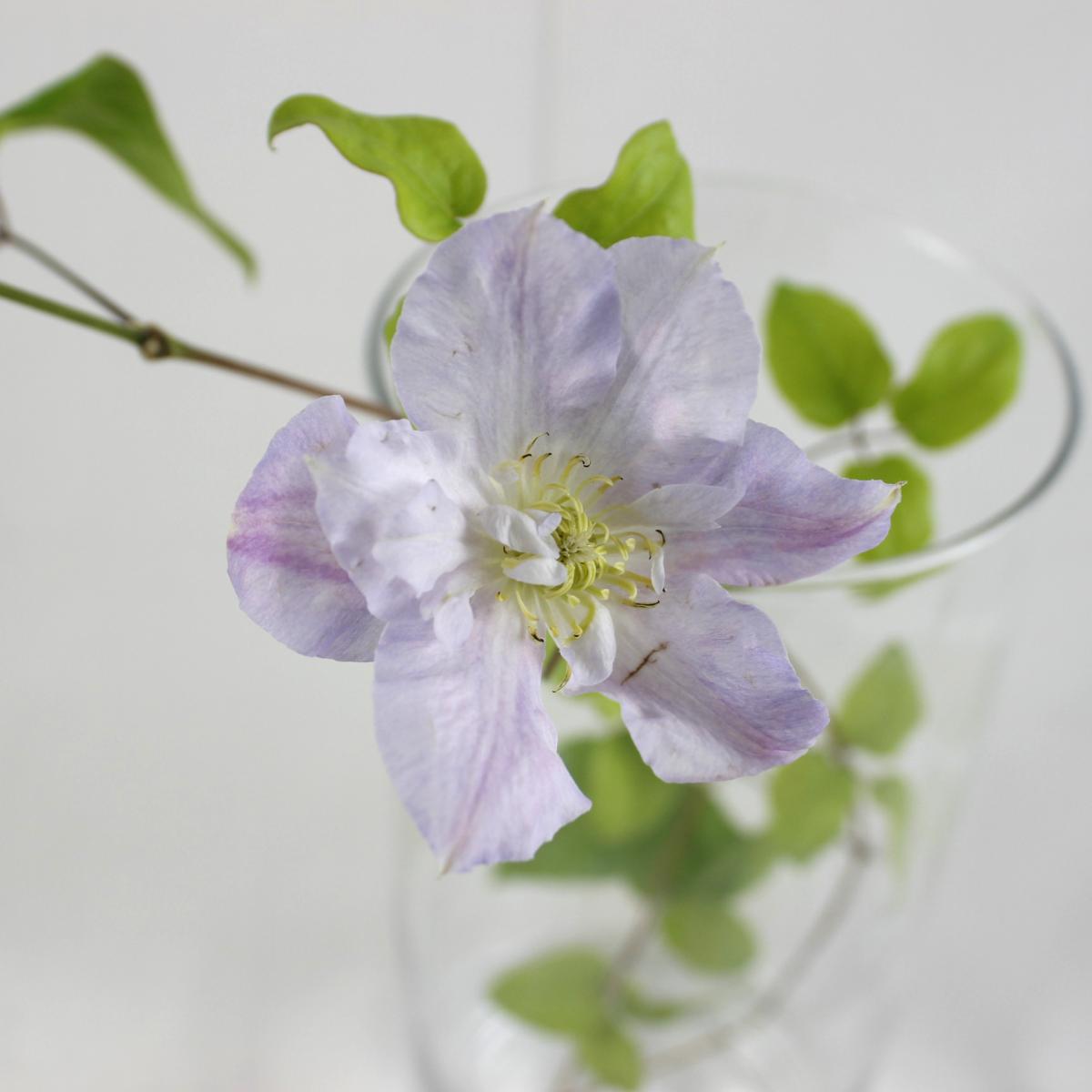 生花 クレマチス ベロニカズチョイス 八重白 生花 通販 はなどんやアソシエ