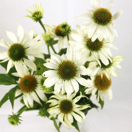 【直前】エキナセア　白(花実、花びら付き)::※入荷少　吾妻など【生花】