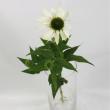 【直前】エキナセア　白(花実、花びら付き)::※入荷少　吾妻など【生花】