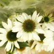 【直前】エキナセア　白(花実、花びら付き)::※入荷少　吾妻など【生花】