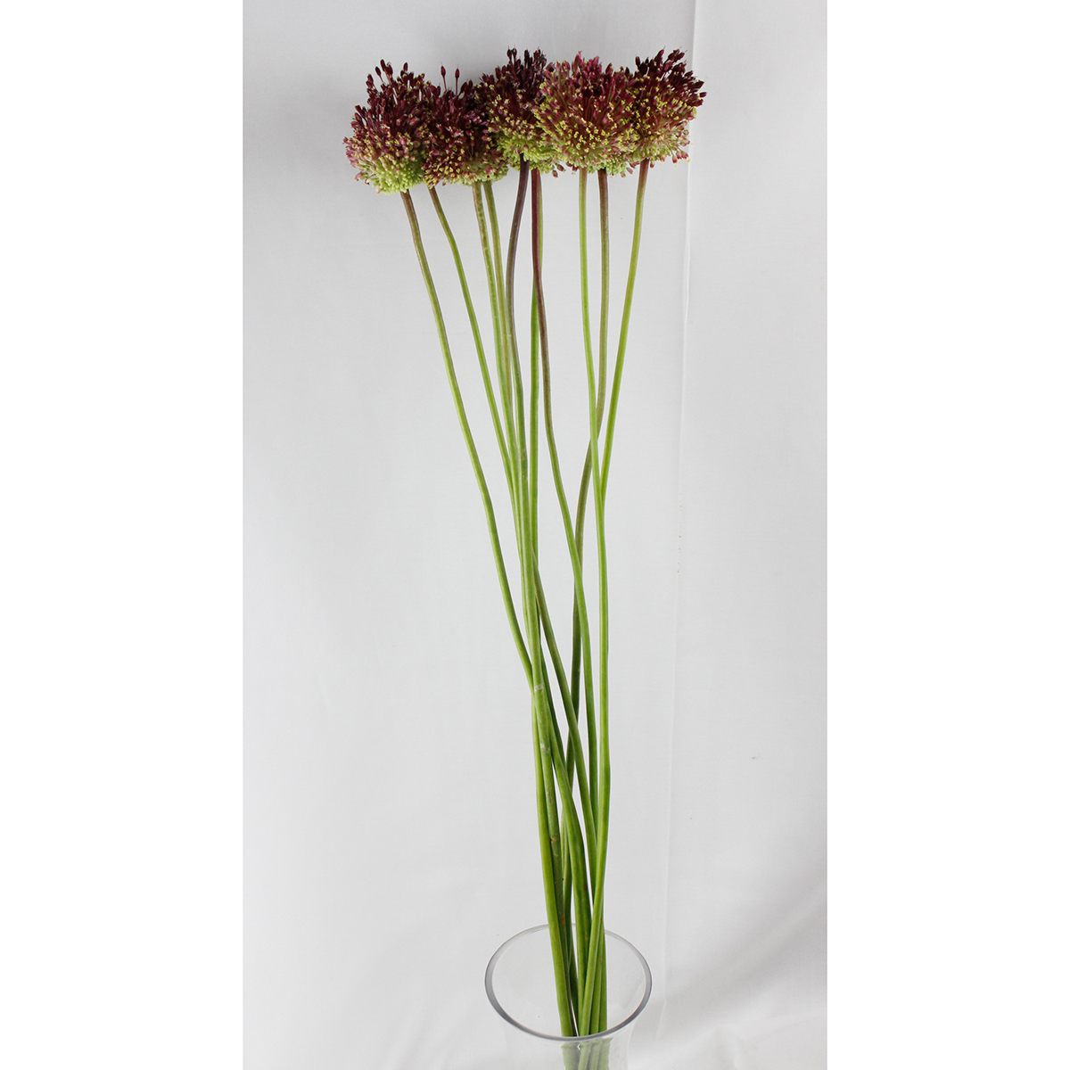生花 アリウム レッドモヒカン Fj 通販 はなどんやアソシエ 生花 アリウム レッドモヒカン Fj 通販 はなどんやアソシエ