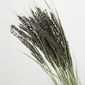 ドライ】J・flow/黒稲穂 紫式部 (束約20本)【L2-01】 - 花材通販はなど