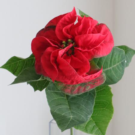 【生花】切花ポインセチア  ロッコスター40cm【早締切-25】※火水届けなし　必ず水揚げ方法をご確認ください。