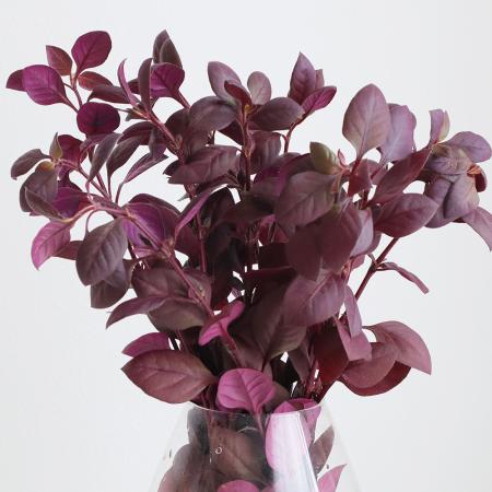 【直前】金井園芸の赤葉千日紅　50cm程度【OR-13】