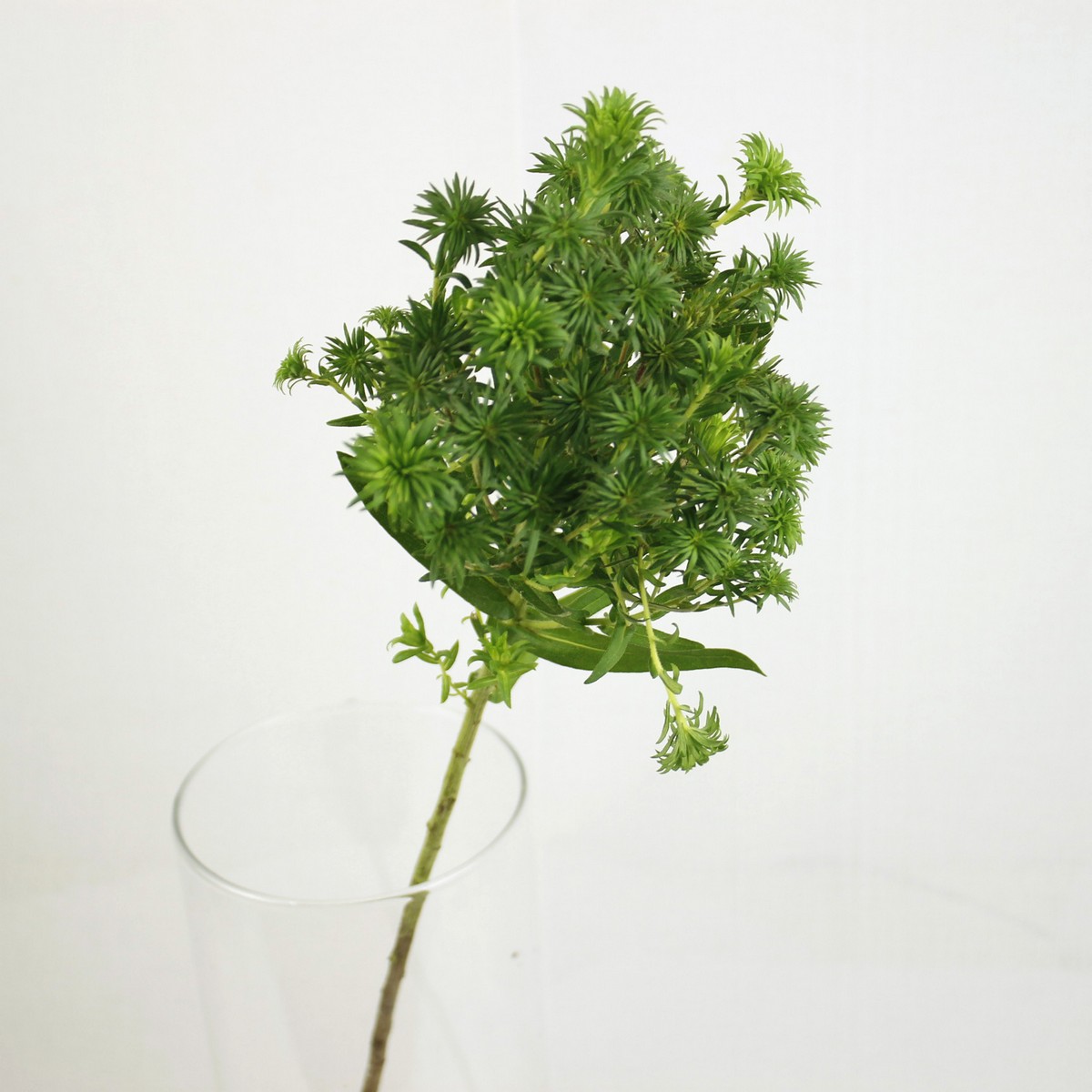 生花 クジャクアスター アンレイズ グリーン 50cm程度 Ot 通販 はなどんやアソシエ 生花 クジャクアスター アンレイズ グリーン 50cm程度 Ot 通販 はなどんやアソシエ