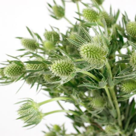 【直前!!】【生花】エリンジューム　ダイナマイトシルバー