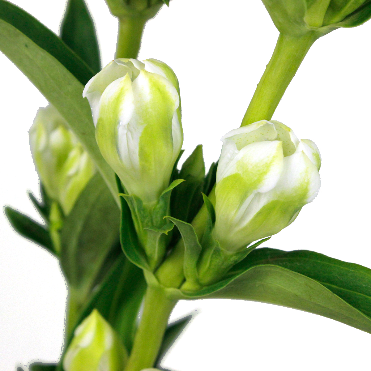 生花 リンドウ グリーンラブ 白緑 通販 はなどんやアソシエ