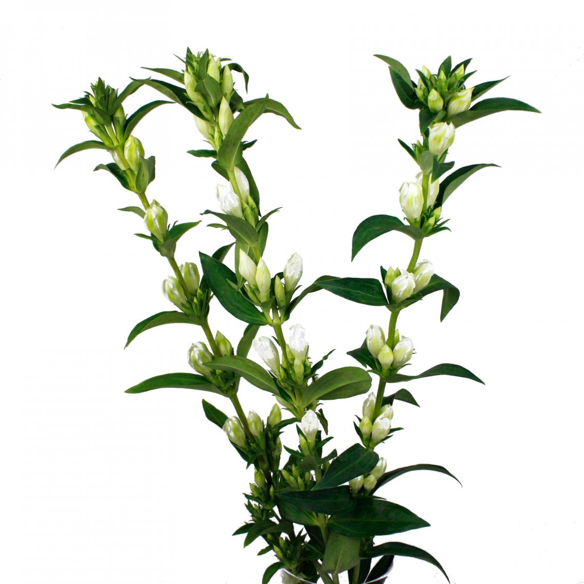 生花 リンドウ グリーンラブ 白緑 通販 はなどんやアソシエ