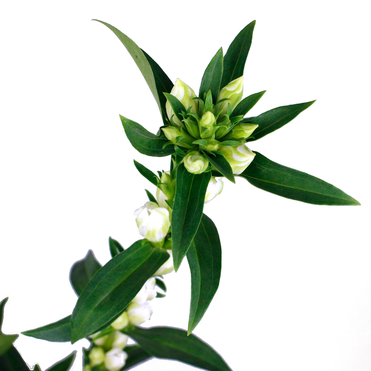 生花 リンドウ グリーンラブ 白緑 通販 はなどんやアソシエ