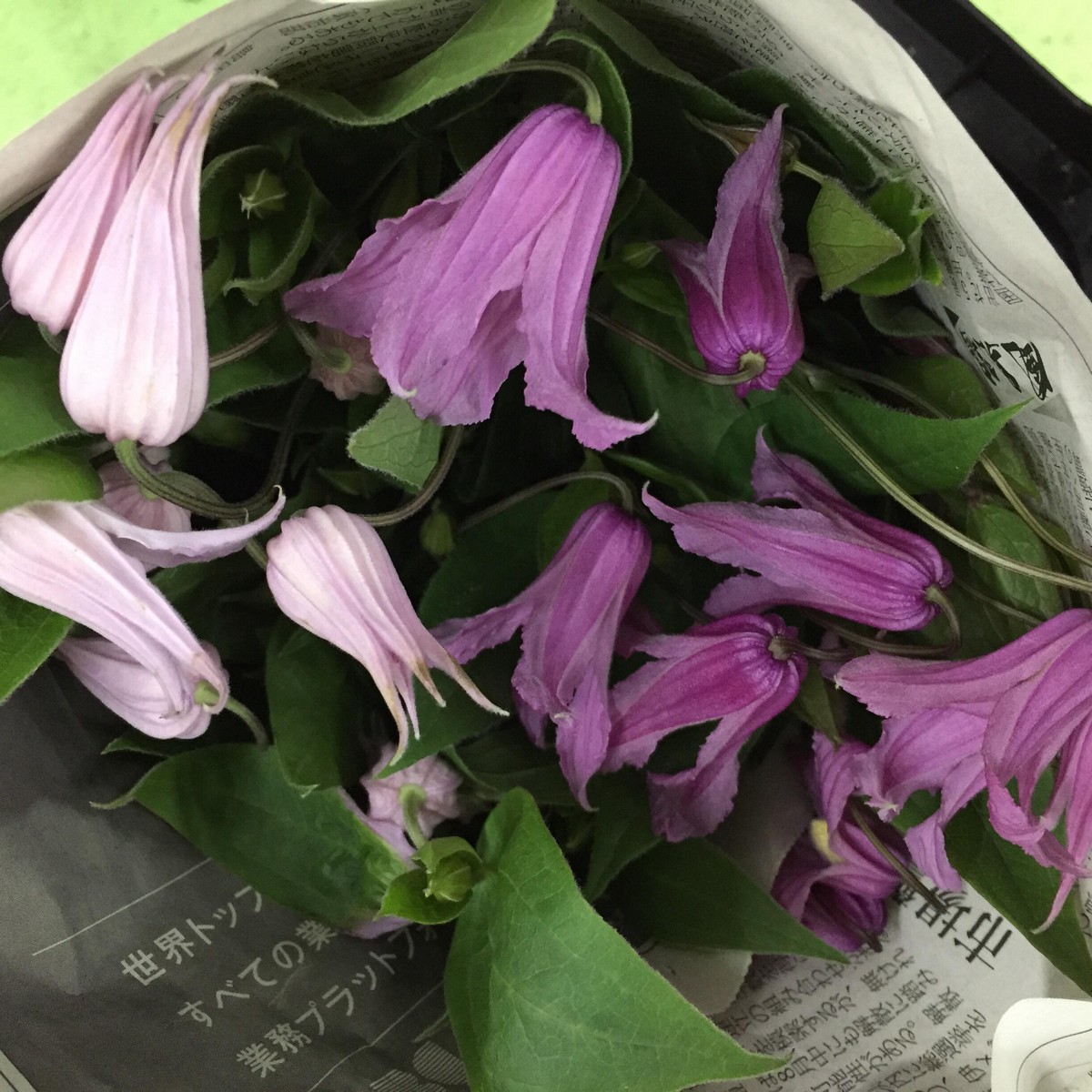 直前 クレマチス ベル咲き ピンク パープル系 品種おまかせ 生花 通販 はなどんやアソシエ 直前 クレマチス ベル咲き ピンク パープル系 品種おまかせ 生花 通販 はなどんやアソシエ